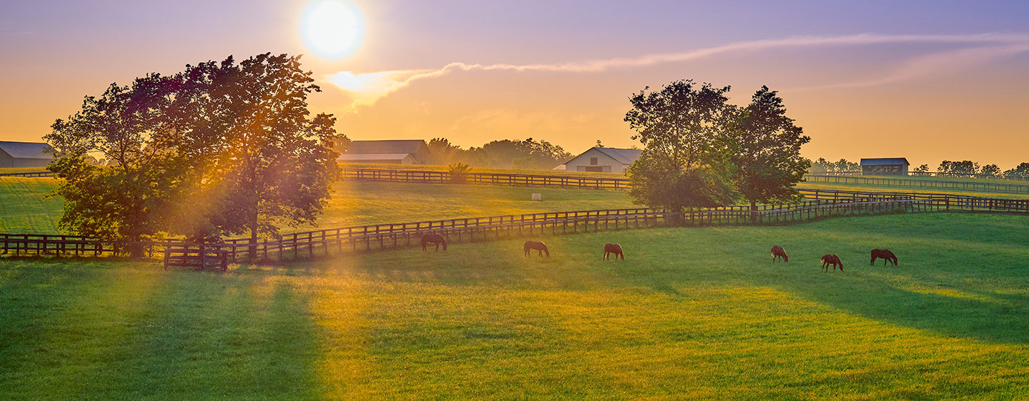 Horses in a field with a pretty sunrise.