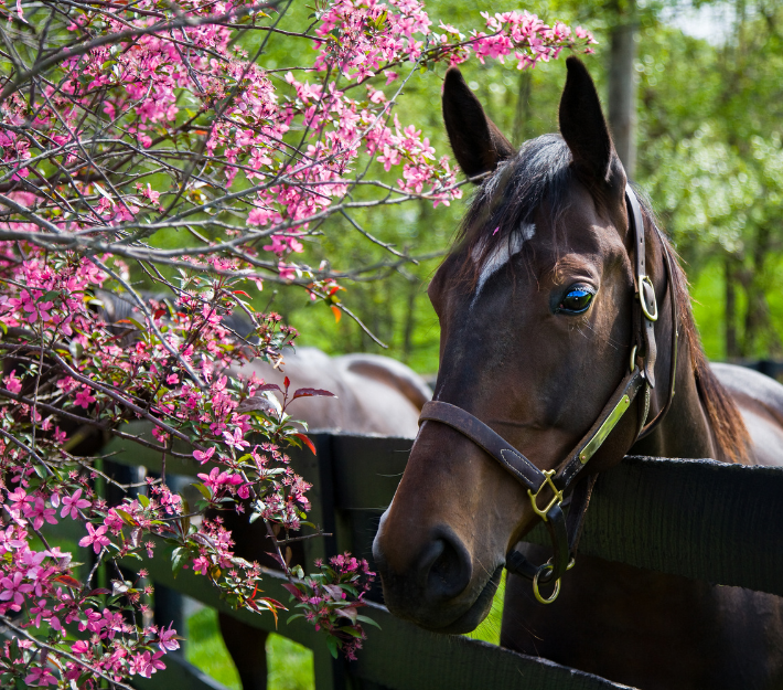 Kentucky horse farm in April. 
