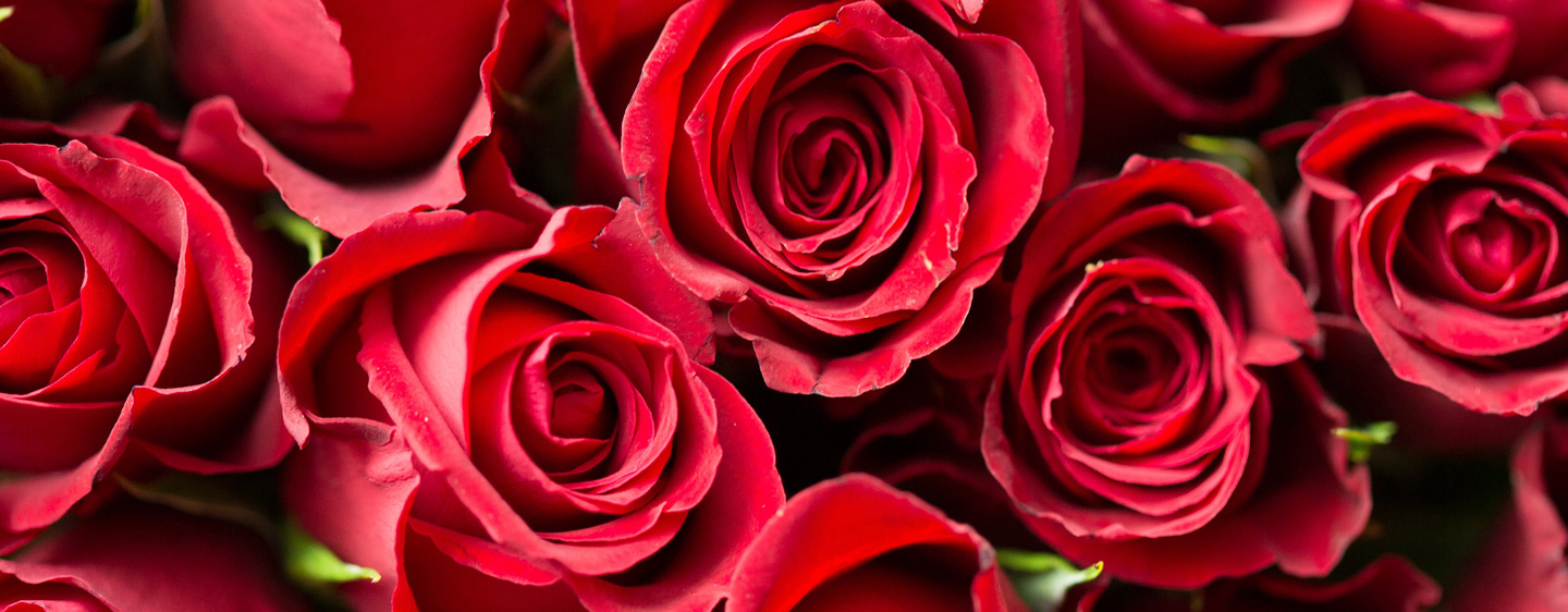 Image of roses for the UofL Valentine's Night giveaway page.