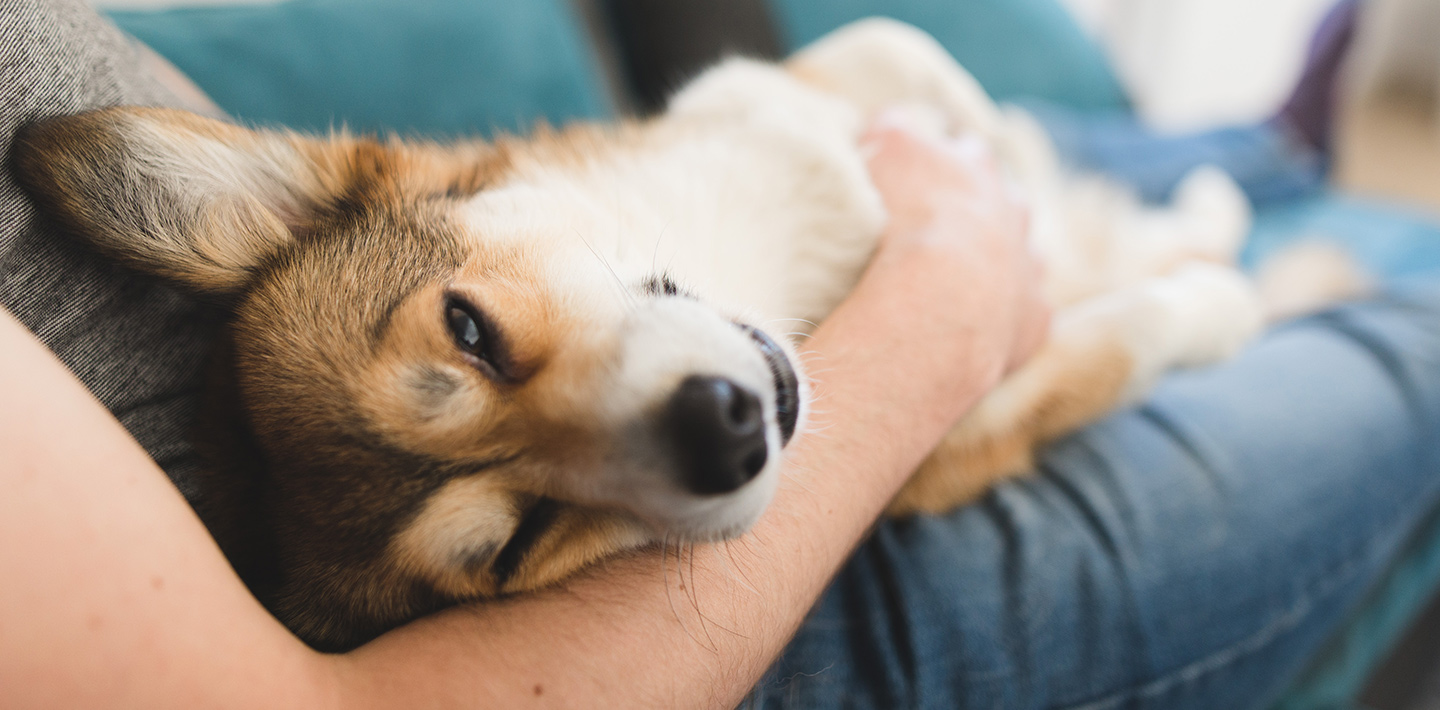 Dog relaxing in owner's lap.